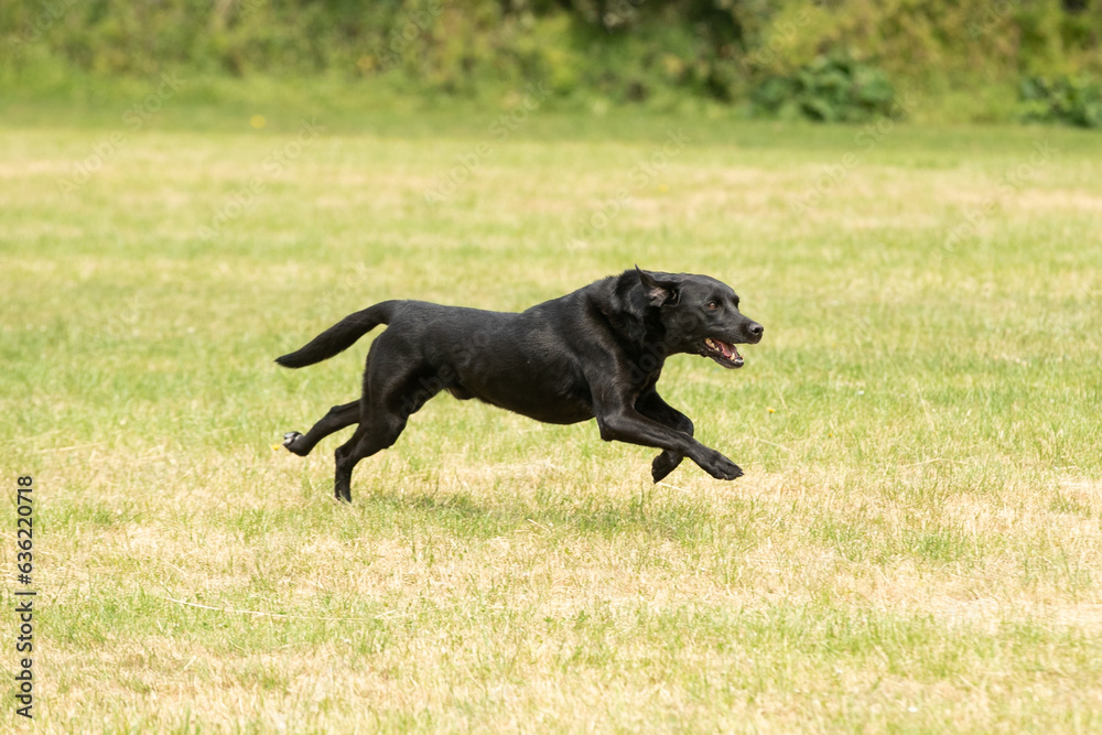 Gundog training around water Gundog training around water