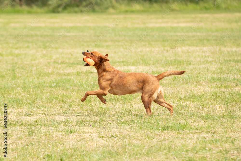 Gundog training around water