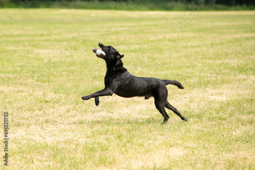 Gundog training around water