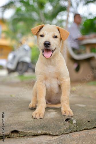 Dog in Thailand. Baby dog labrador in Thailand.