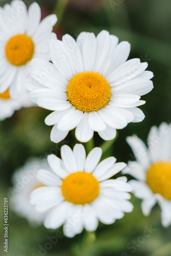 springtime flowers