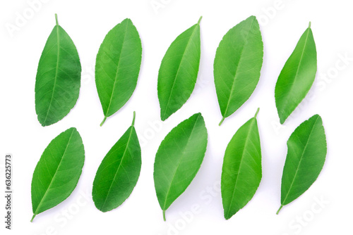 Fresh lime leaf collection isolated on white background. top view.
