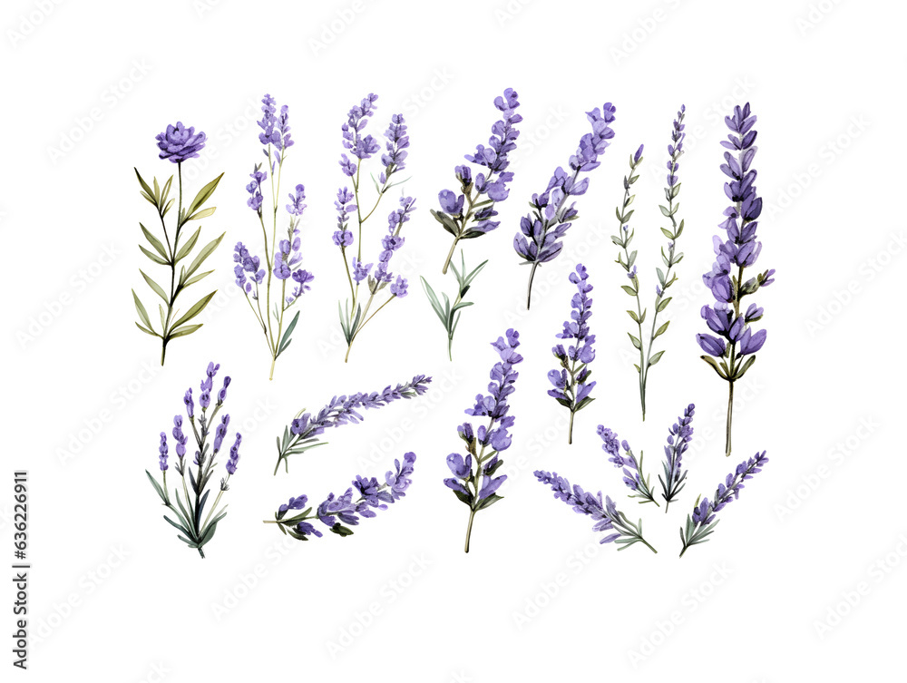 Set of tender watercolor lavender flower elements isolated on white background