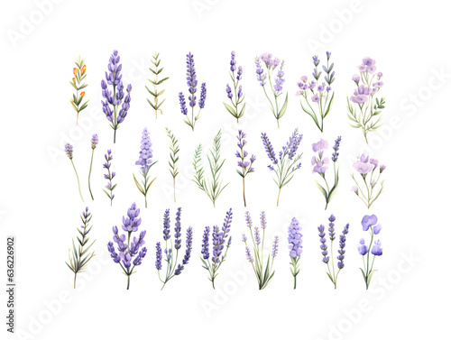 Set of tender watercolor lavender flower elements isolated on white background