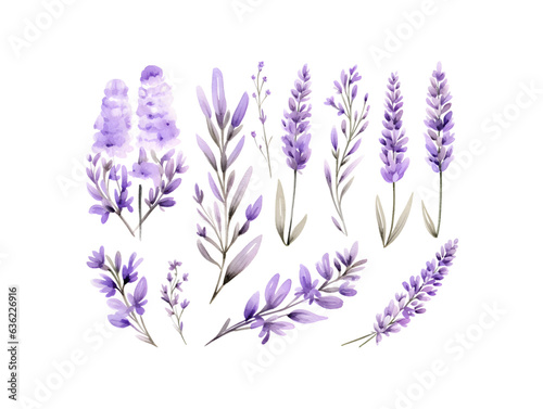 Fototapeta Naklejka Na Ścianę i Meble -  Set of tender watercolor lavender flower elements isolated on white background
