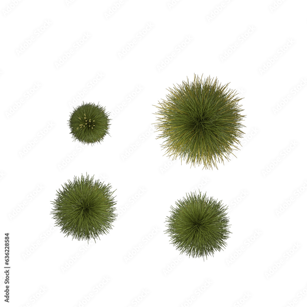 cactus isolated on white background cactus isolated on white background
