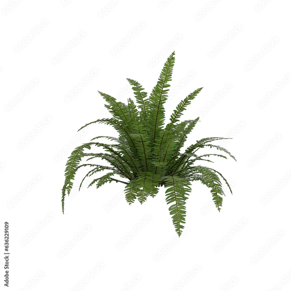leaf isolated on white leaf isolated on white