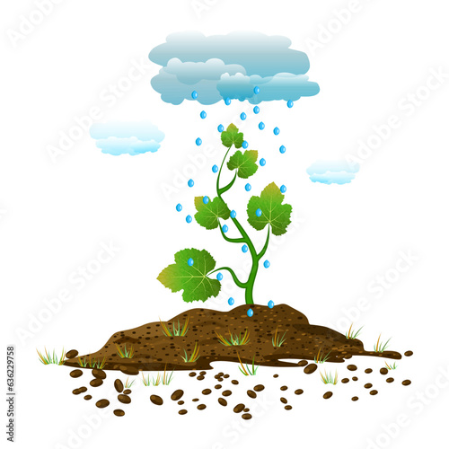 Rain drops falling on the green sprout in soil on white background.Clouds, rain, plant and soil pile.Rain drops and small plant.Nature concept. Rain from cloud waters tree seedling.Vector illustration