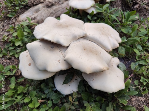 Mushrooms growing on dry stumps, rainy season mushrooms, Thailand photo