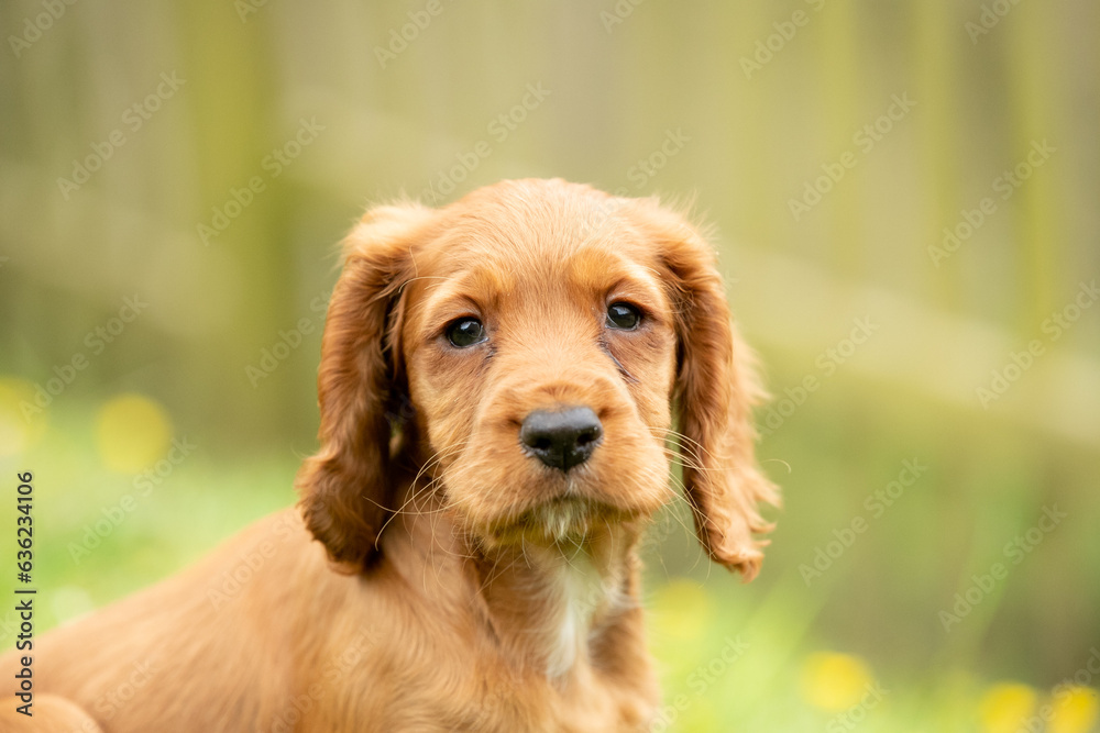 Golden Cocker Spaniel Puppy