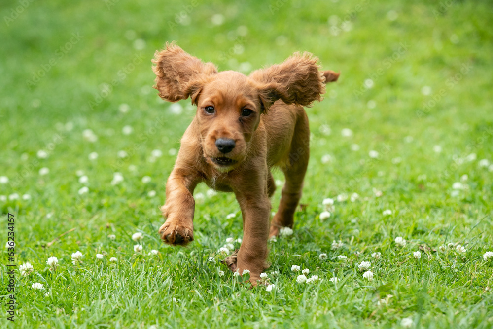 Golden Working Cocker Spaniel Puppy Golden Working Cocker Spaniel Puppy