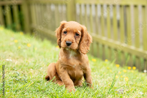 Golden Cocker Spaniel Puppy