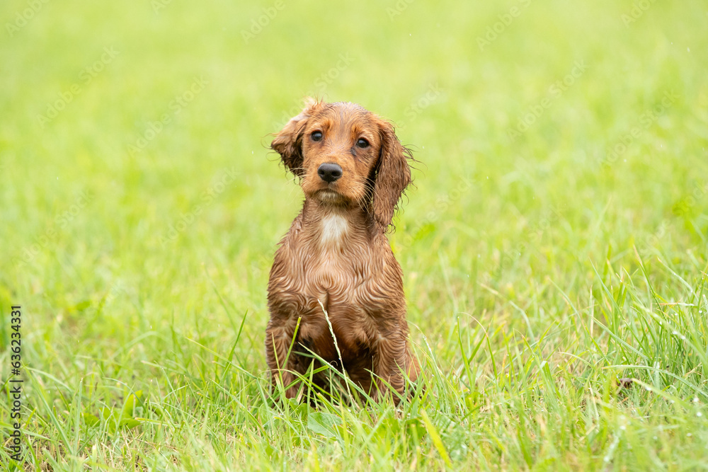 Obraz premium Golden Working Cocker Spaniel Puppy