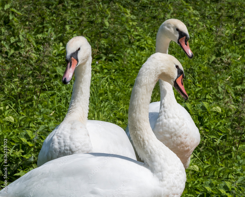 Obraz premium Three swans together resting on the river bank