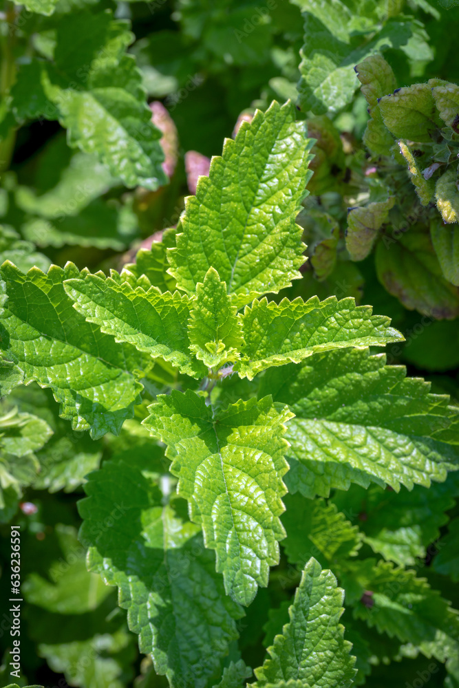 Lemon balm is a bushy perennial herb with deliciously lemon-scented leaves and creamy-white or pale purple flowers in summer.