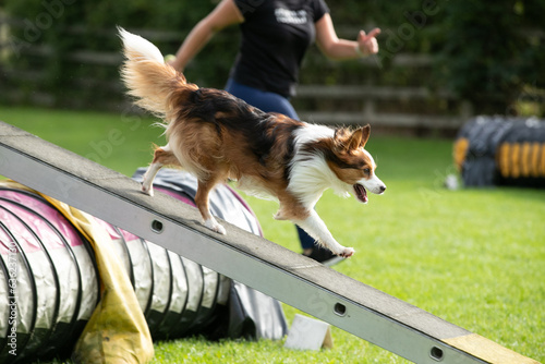 Dog doing Dog agility photo