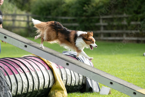 Dog doing Dog agility