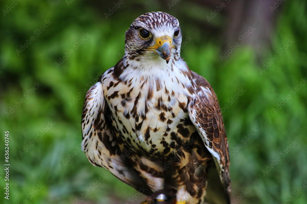 Obraz premium Close up of an adult Common Buzzard. Scientific name Buteo Buteo.