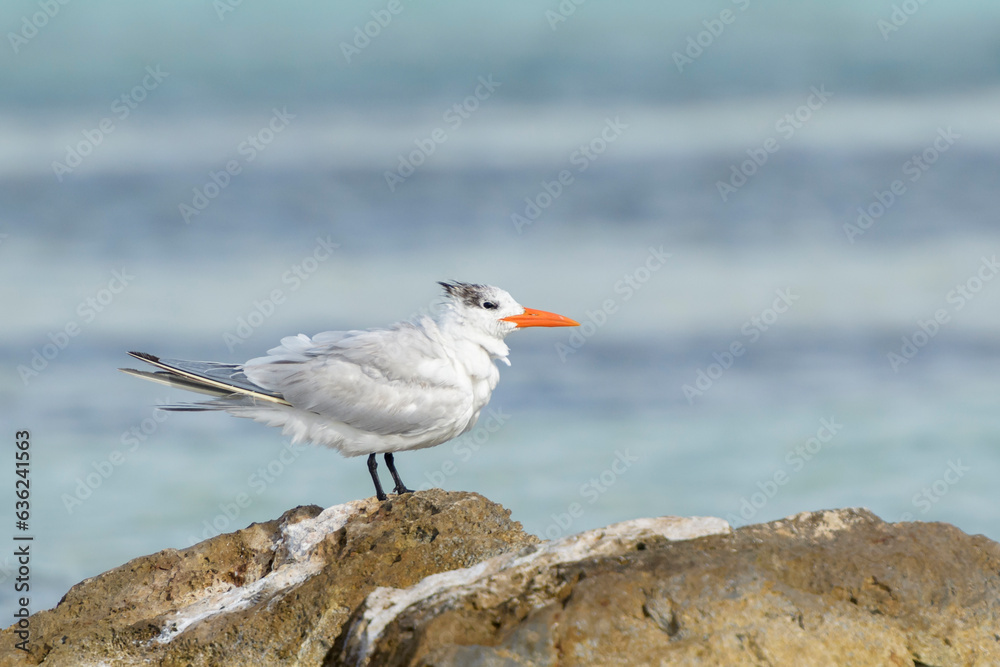 Royal tern (Thalasseus maxima) perched on rock, Bonaire, Dutch Caribbean. Royal tern (Thalasseus maxima) perched on rock, Bonaire, Dutch Caribbean.