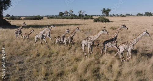 Wallpaper Mural Spectacular aerial. Herd of giraffe running across the grassy plains of the Okavango Delta Torontodigital.ca