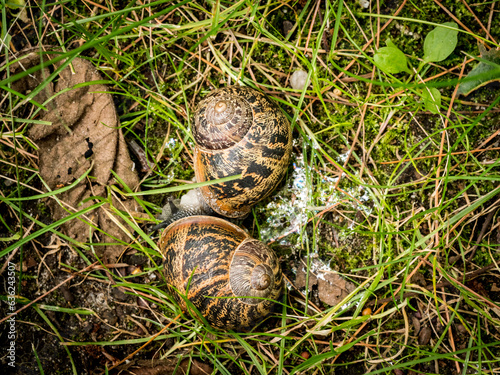 Schneckenliebe photo