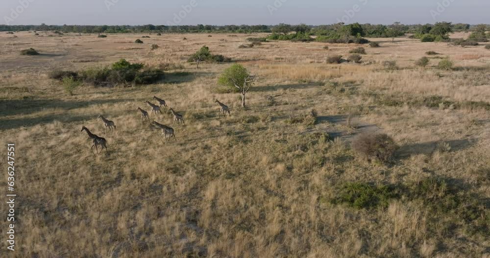 Aerial zoom in close-up side view. Herd of giraffe walking across the grassy plains of the Okavango Delta Aerial zoom in close-up side view. Herd of giraffe walking across the grassy plains of the Okavango Delta