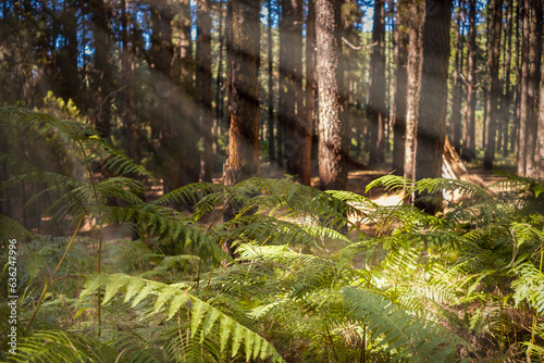 Ferns and several canary pine trees illuminated by the golden rays of the sun at sunset in the typical forest of the Canary Islands. Las Lagunetas Forest Tenerife, Canary Islands, Spain photo