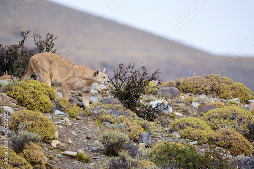 Puma in the wild in Torres del Paine National Park © Daniel Jara