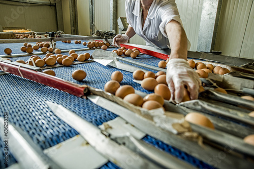 Fresh raw chicken eggs on a conveyor belt, being transferred to packaging. Consumerism, egg production, automated business, organic farming concept.
