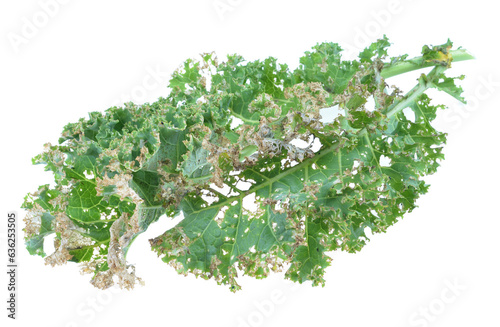 Kale leaf compromised by Whitewing, Trialeurodes vaporariorum ,commonly known as the cabbage aphid or cabbage aphis or mealy cabbage aphid on kale leaf,Isolated white background. photo