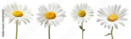Set of daisy flower isolated on white background photo