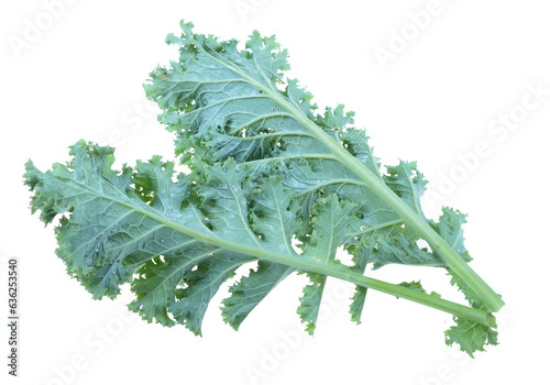 Whitewing,Trialeurodes vaporariorum, commonly known as the cabbage aphid or cabbage aphis or mealy cabbage aphid on kale leaf,Isolated white background.. photo