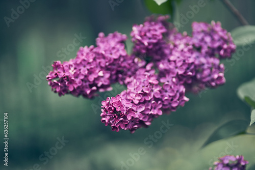 Spring blossoming lilac flowers with green leaves. Floral romantic image spring nature. . High quality photo