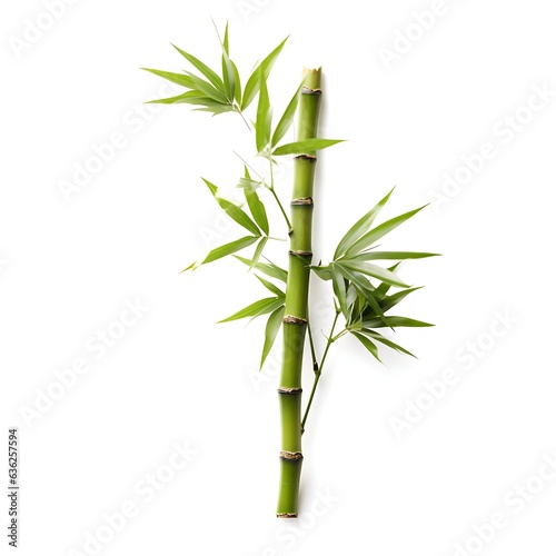 Bamboo Elegance - Nature's Graceful Strength