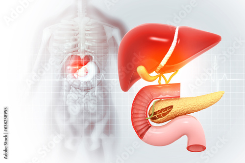 Anatomy of Liver, pancreas and gallbladder on medical background. Human digestive system. 3d illustration photo