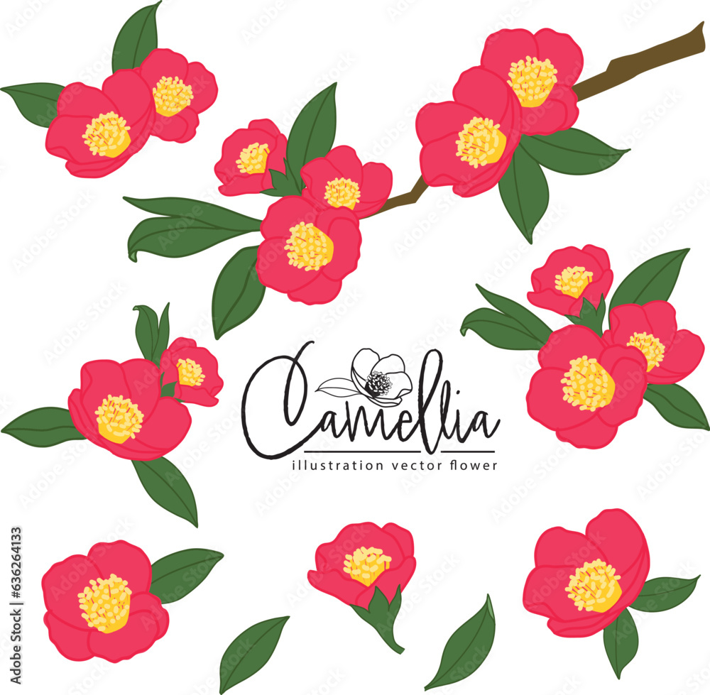 Botanical hand drawn camellia red   flower illlustration element vector set - obrazy, fototapety, plakaty 