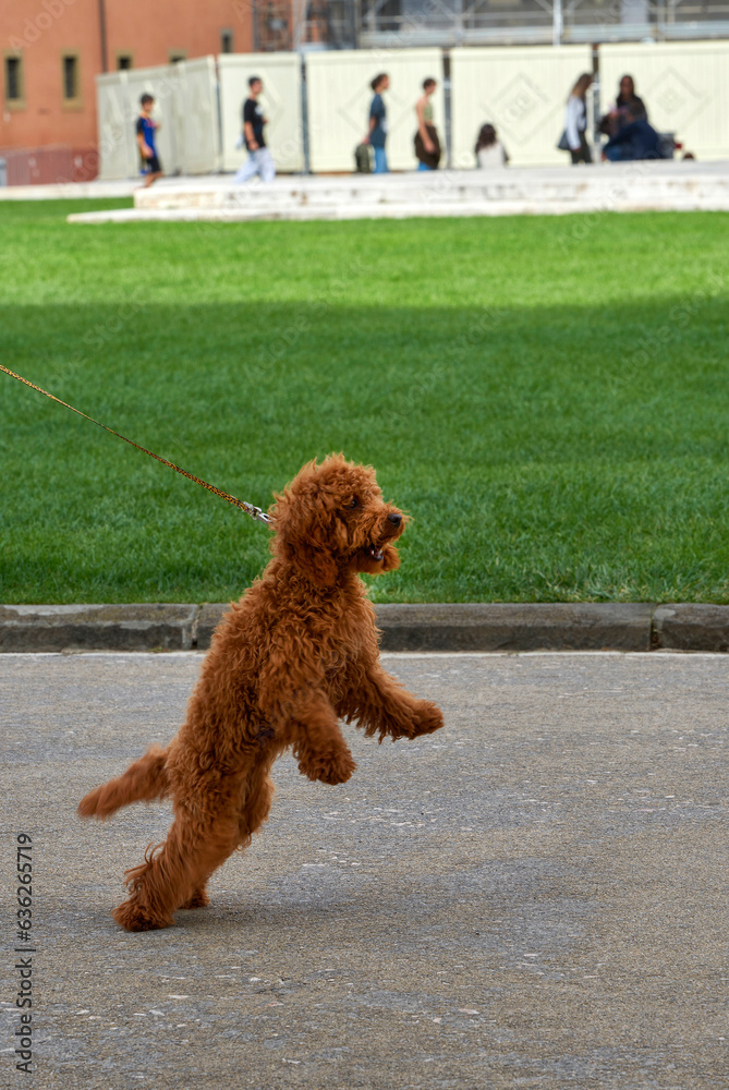 Red playful poodle on a leash in the park