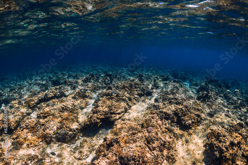 Aquatic life with corals underwater tropical blue ocean