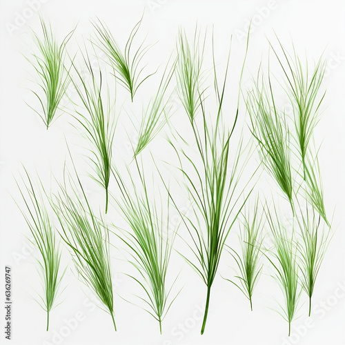 Individual wild grass blades set against a transparent background. 3D render illustration