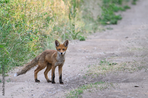 young fox on a path