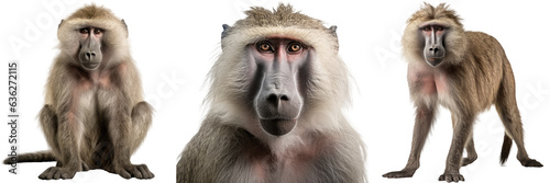 Collection of three baboon monkeys (portrait, standing, sitting), animal bundle isolated on a white background as transparent PNG photo