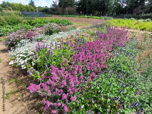 Rows of flowers, pink salvia, agastache photo