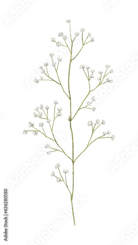 Floral vintage meadow dried retro green twig isolated on white background. Watercolor hand drawn illustration sketch