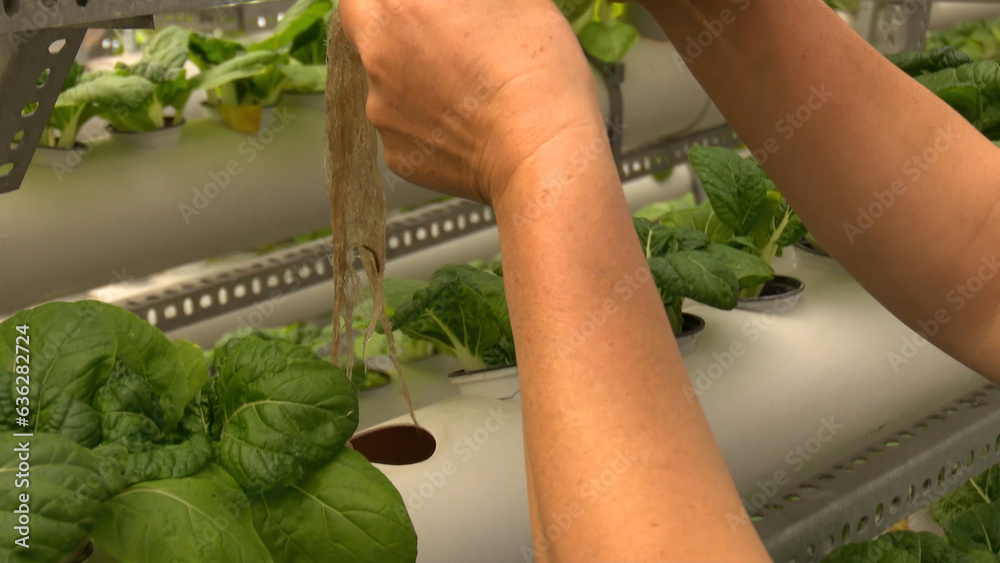 Hands of a woman working in a hydroponic farm.