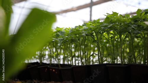 tomato seedlings growing in pots on the windowsill of a greenhouse
