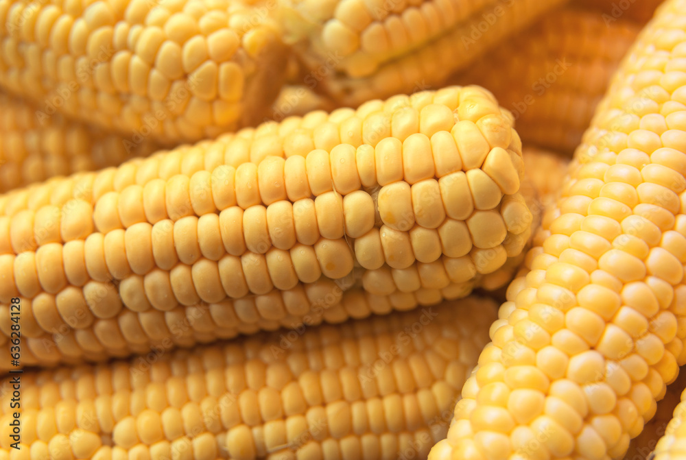 Raw corn cobs closeup Raw corn cobs closeup