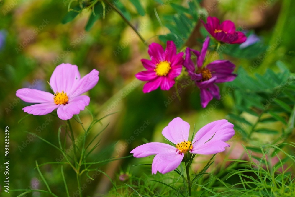 flowers in the garden flowers in the garden