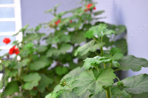 close-up view of a Geranium plant( Magnoliophyta; Geraniales; Geraniaceae; Magnoliopsida) photo