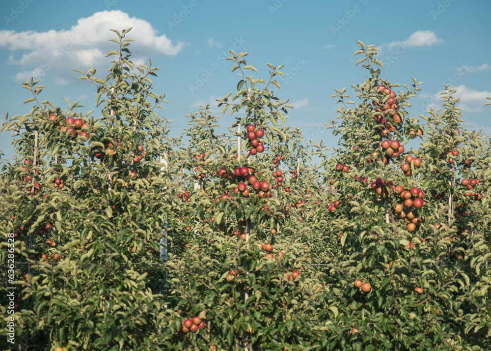 sad owocowy z drzewkami pełnymi czerwonych jabłek w słoneczny dzień. - obrazy, fototapety, plakaty 