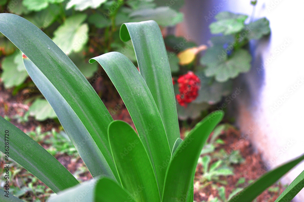 Fototapeta premium close-up view of a plant 